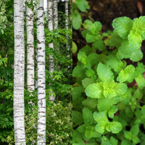 Birch and Menthol - SOS liniment ingredients